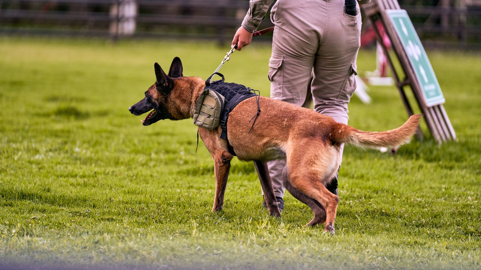 Entrenamiento profesional de un perro de asistencia con arnés