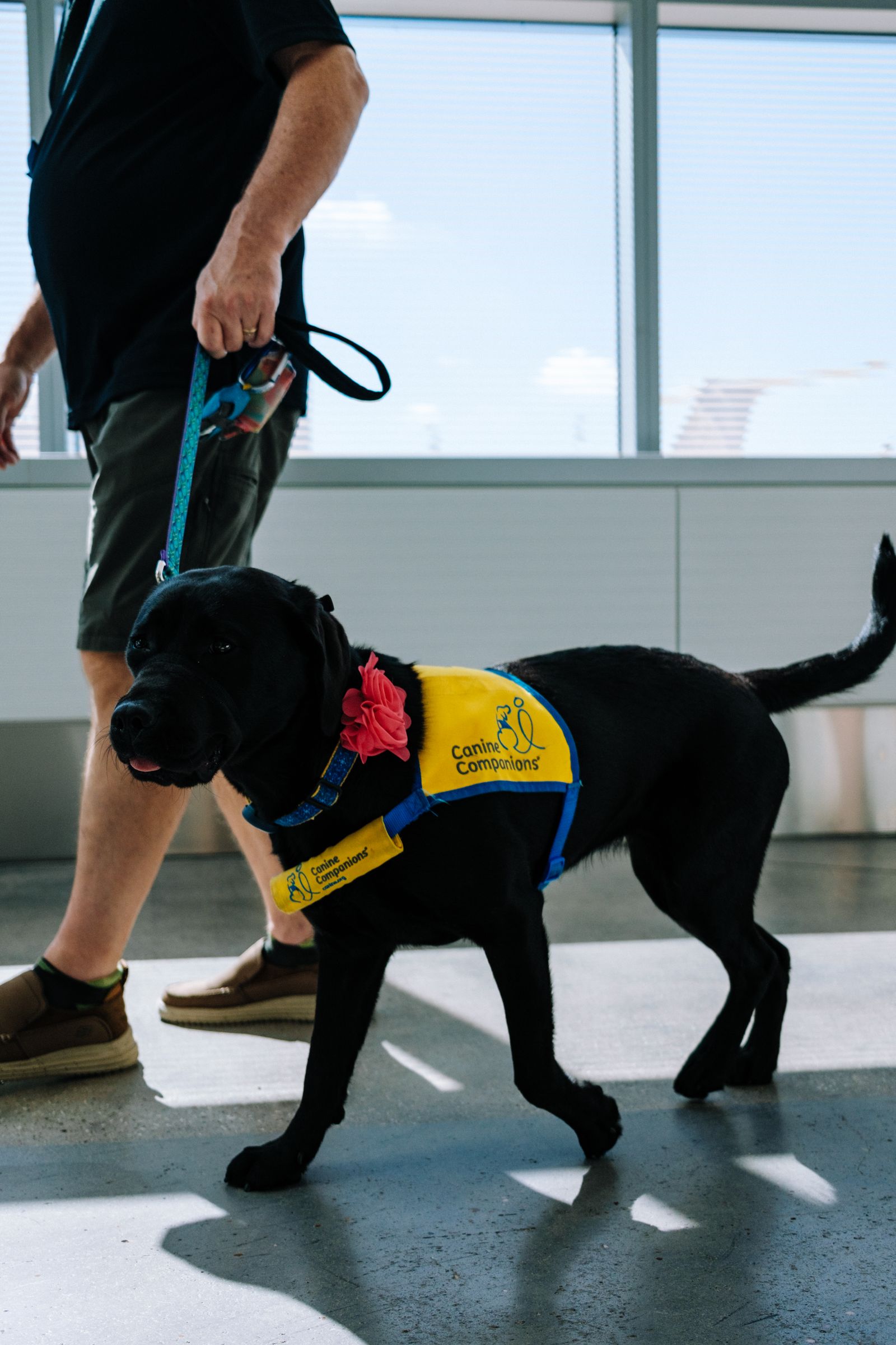 Perro de asistencia con arnés dentro de un aeropuerto